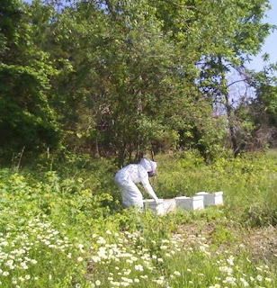 Bees Arrive at Long Creek Herb Farm