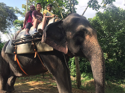 Best Elephant Rides in Kerala