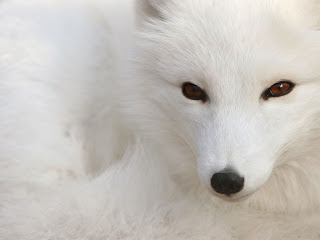 fox animal wallpaper rubah white species dog