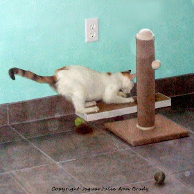 Mommy Cat on Pet Luv Cat Scratcher Board