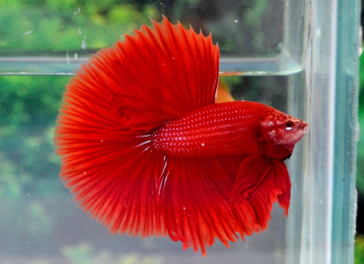 Jual Ikan  Cupang  Halfmoon Super Red Jakarta Selatan Agen 