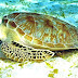 Sea Turtle - Diet Of Sea Turtles