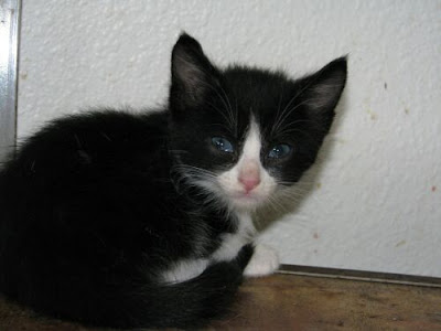 Black and White Kittens