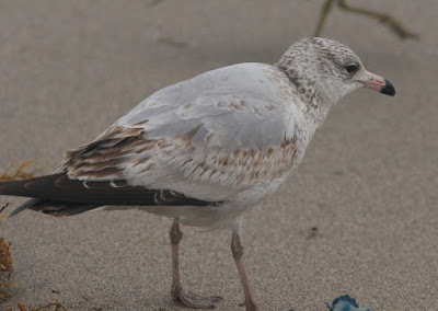 American Herring Gull (Larus smithsonianus)