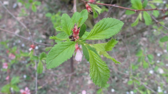 Афлатуния вязолистная / Луизеания вязолистная (Aflatunia ulmifolia, =Louiseania ulmifolia)