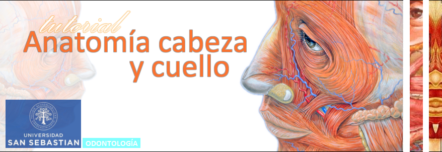 Tutorial Anatomía Cabeza y Cuello