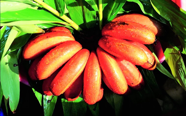 Red Banana (Australia)