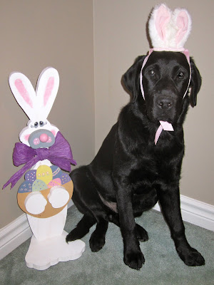 Black lab puppy Romero is in the easter spirit, posing with a pair of small white a pink bunny ears tied around his head with a pink ribbon. He is sitting and looking very innocently into the camera, he doesn't seem too bothered by his new set of ears. To the left of Romero is a wooden easter bunny decoration, slightly shorter than him and adorned with a wooden basket of easter eggs and a big purple ribbon tied around its neck. Both bunnies are sitting on a mint green carpet against a tan wall at the top of our stairs.