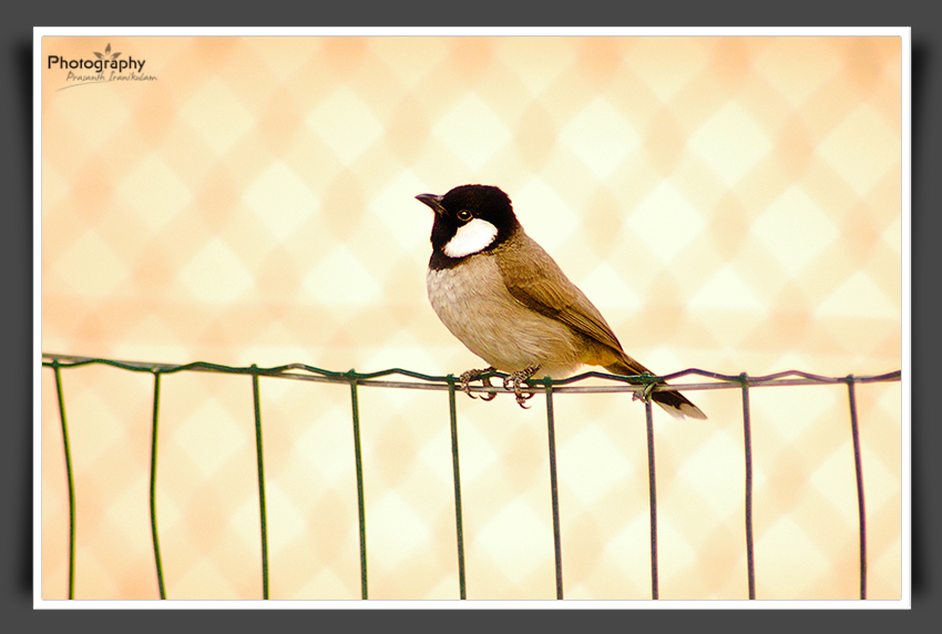 White-eared Bulbul