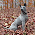 Thai Ridgeback is an Intelligent, Loyal, and Protective Dog Breed