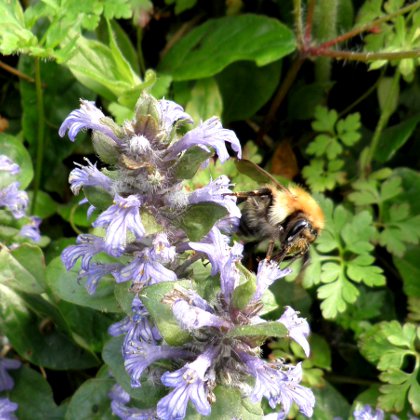 bumble bee on flower