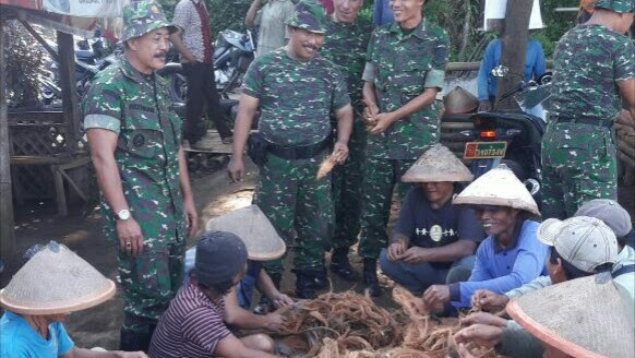 Koramil 05/Tuntang Bersama Warga Tangkap Ratusan Hama Tikus