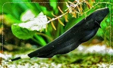 Daftar Harga Supplier Bibit dan Benih Ikan Black Ghost di Yogyakarta Terbaru 2019