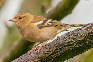 Chaffinch DFBridgeman