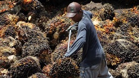 AS Sebut Kekerasan Fisik dan Seks Terjadi di Perusahaan Kebun Sawit Malaysia