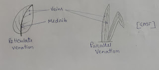 Reticulate and parallel venation