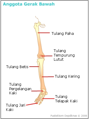 Tulang Kaki