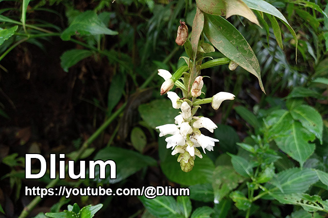 Dlium Stream orchid (Appendicula pendula)