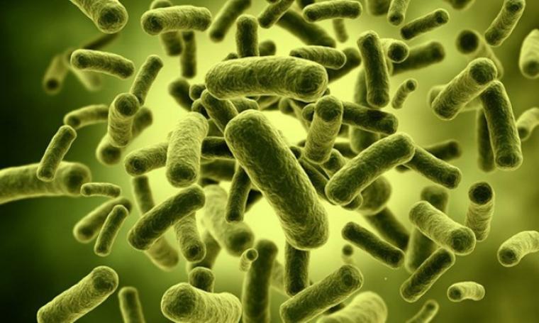 Kisah Pertama Kalinya Bakteri Ditemukan di Dunia