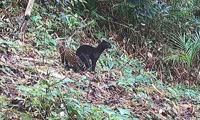 FELINO SELVAGEM RARO É VISTO EM RESERVA DA MATA ATLÂNTICA