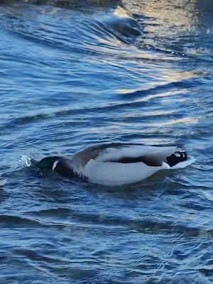 イーザル川で餌を食べる鴨