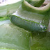 How To Make Aloe Vera Juice