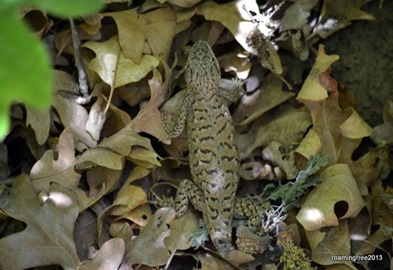 Little Lizard