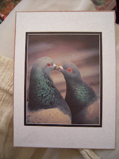 Photo of Pigeons Kissing