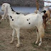 Sojat Goat Details