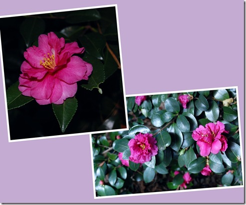 camellia mauve
