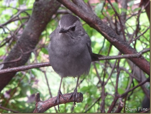 catbird_006