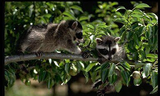 Raccoons