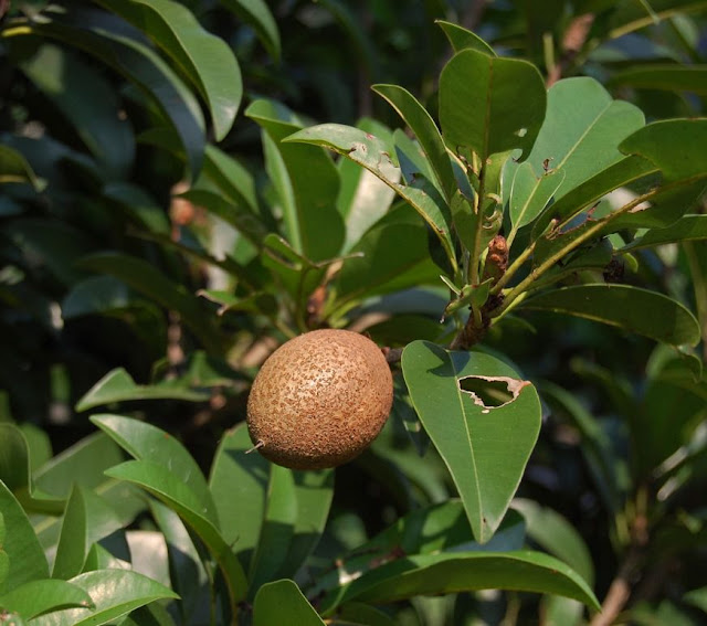 HỒNG XIÊM - Achras sapota - Nguyên liệu làm thuốc Chữa Ho Hen