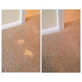 carpet stain removal sunshine coast