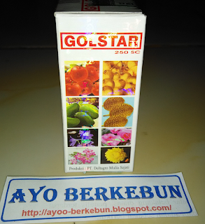 jual golstar murah