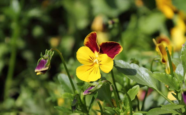 Pansy Flowers Pictures