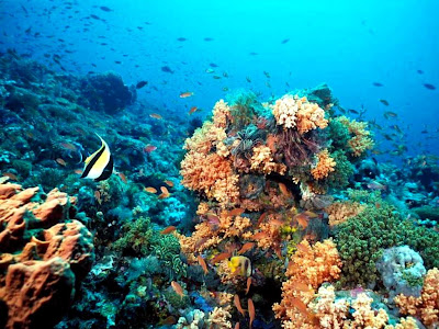 Vista submarina de los arrecifes de coral en Honduras