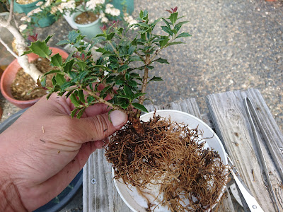 植え付け・植え替え　準備