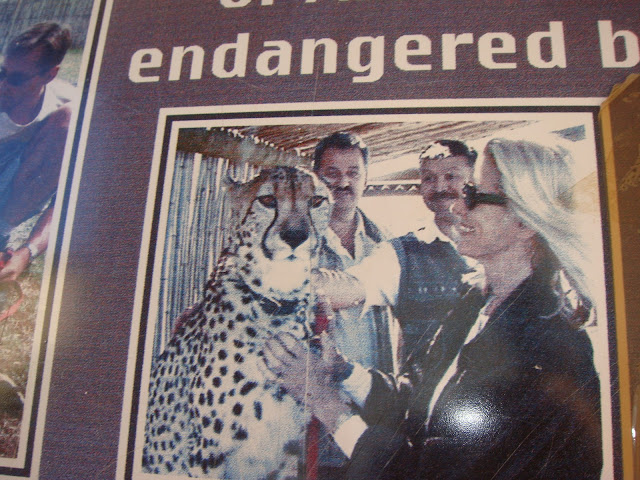 Amazing Cheetahs Facts, Amazing Cheetah
