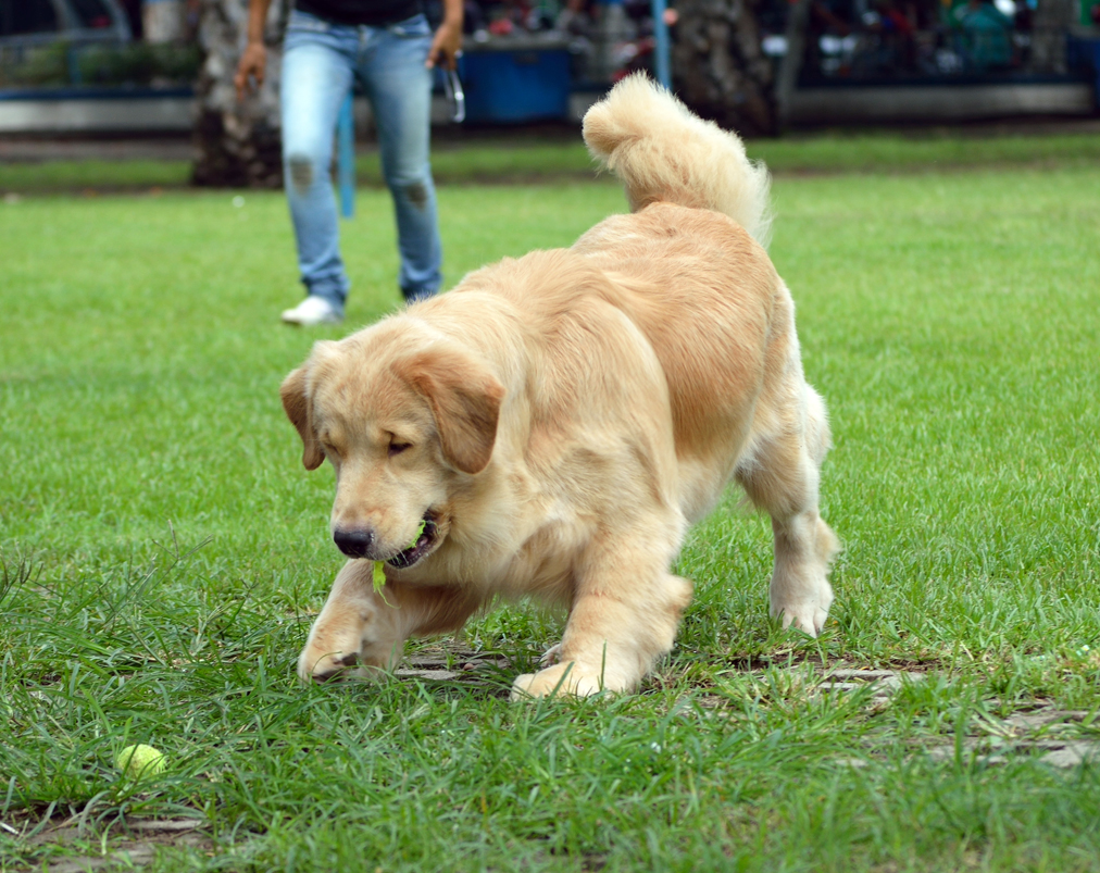 LOGGIN Tentang Bulu Pada Golden Retriever