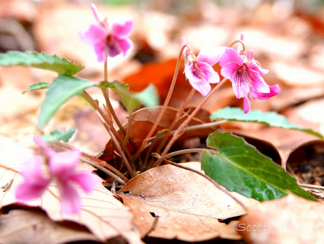 Viola violacea