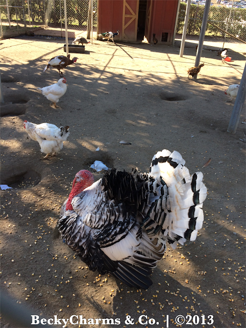 Pumpkin Hunting at Bates Nut Farm Pumpkin Patch 2013 | Valley Center, San Diego, CA by BeckyCharms