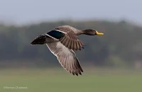 Yellow-billed duck - Birds In Flight Photography Cape Town with Canon EOS 7D Mark II Copyright Vernon Chalmers