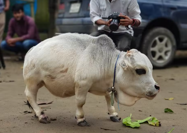 বিশ্বের সবচেয়ে ছোট গরুর ছবি