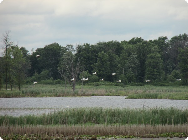 IMG_7691 American White Pelican Bird (2)