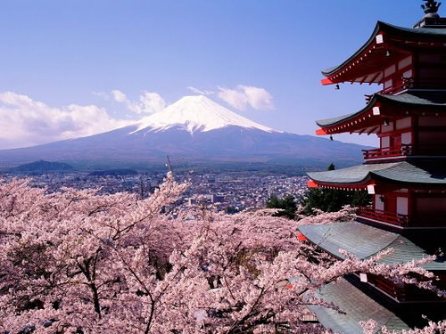 Japan Cherry Blossom Dream