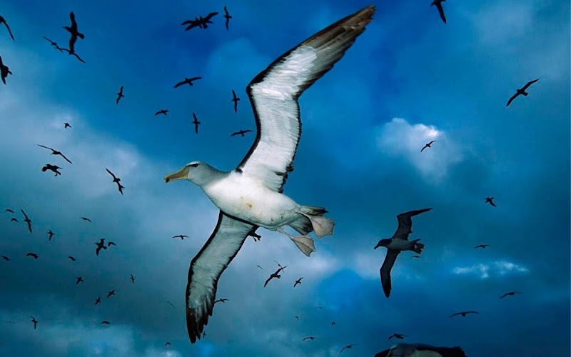Beautiful Seagull Widescreen HD Wallpaper 3