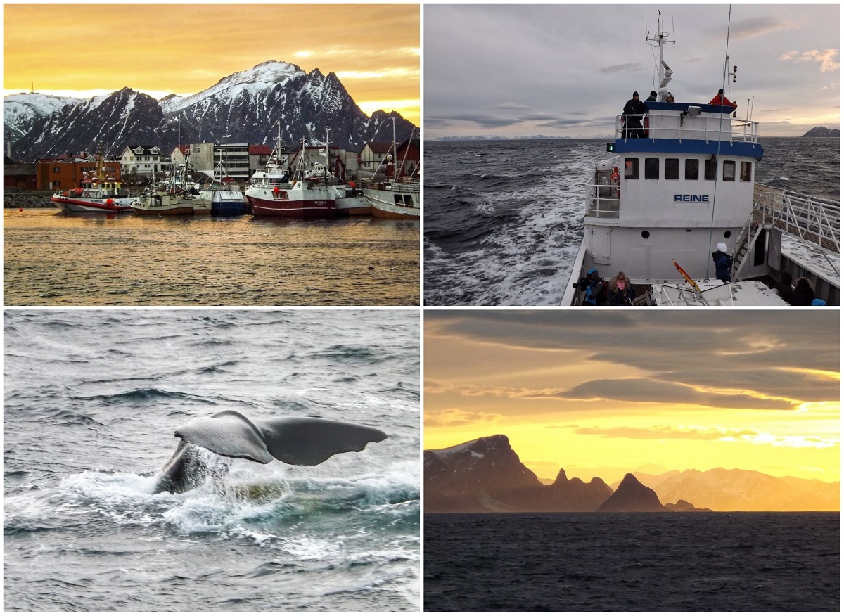 Whale Safari Andenes