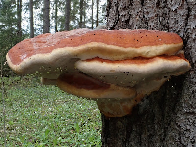 Grzyby 2019, majówka 2019, smardzowanie 2019