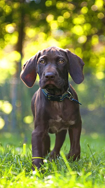 Papel de Parede Filhote de Cão na Grama